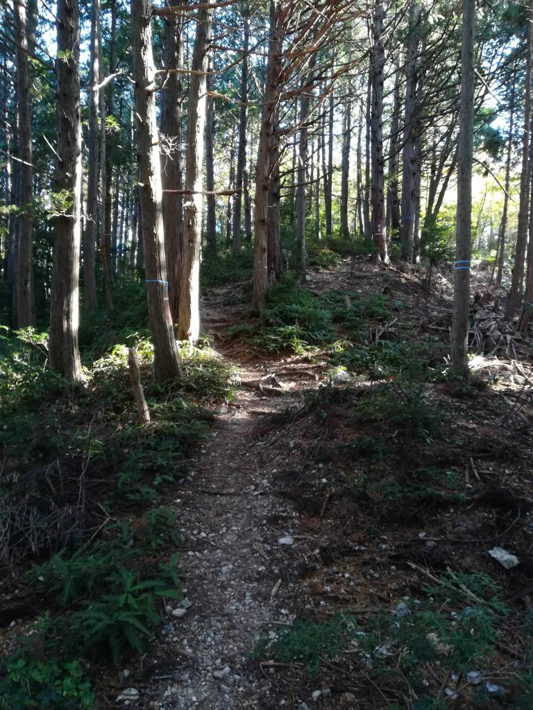 シダの山道を抜け、開けた山道に