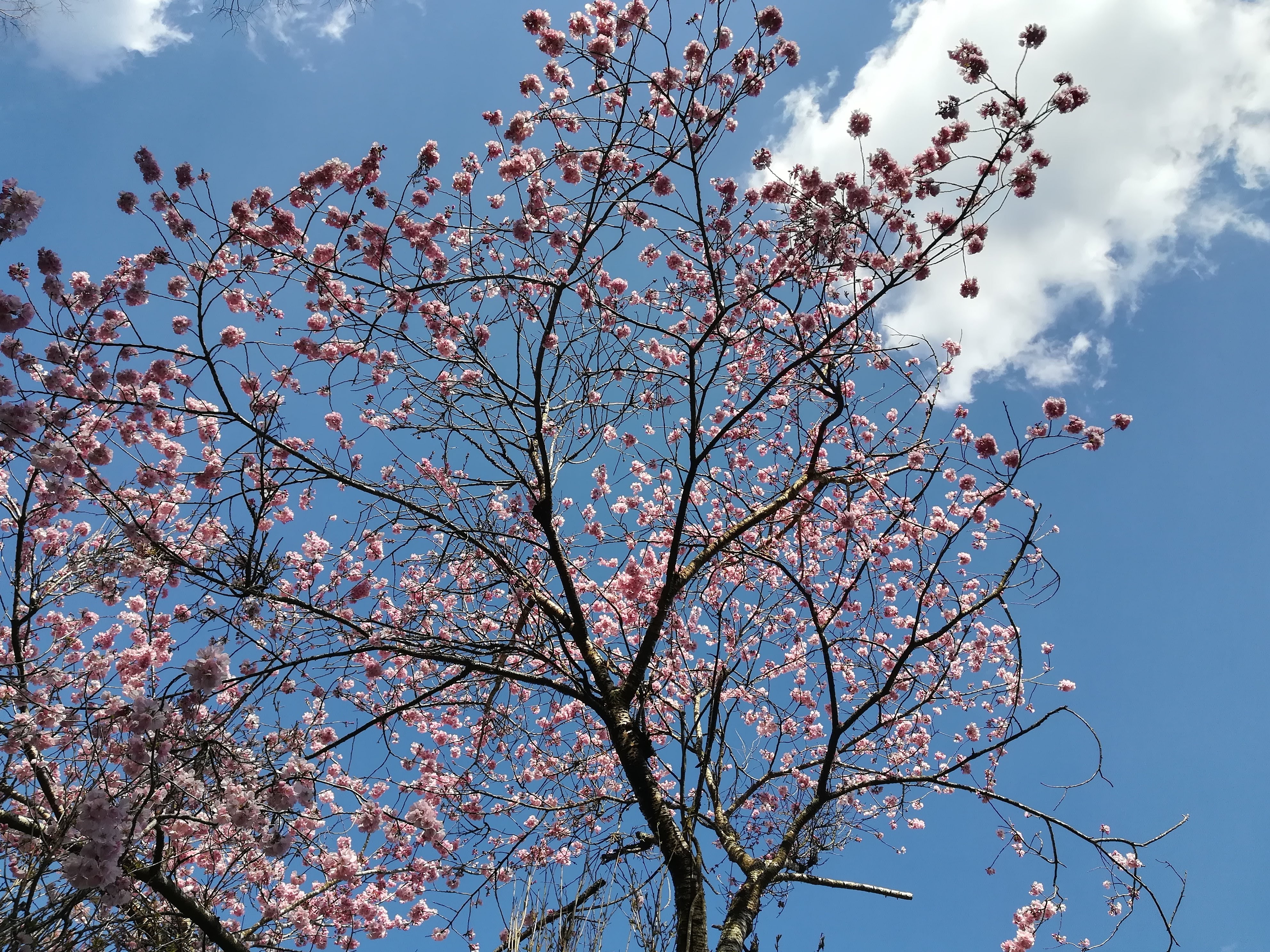 桜