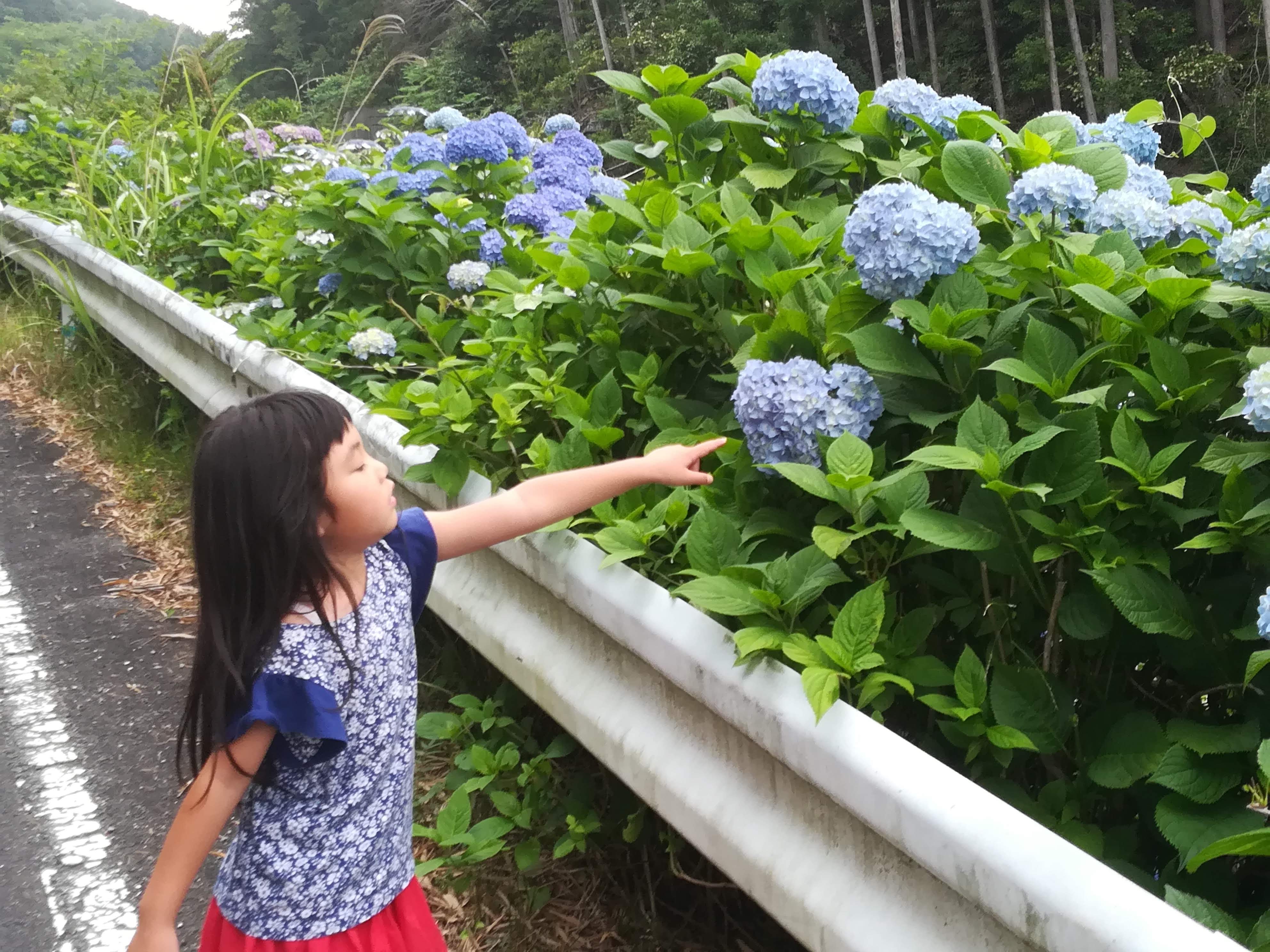 紫陽花の写真