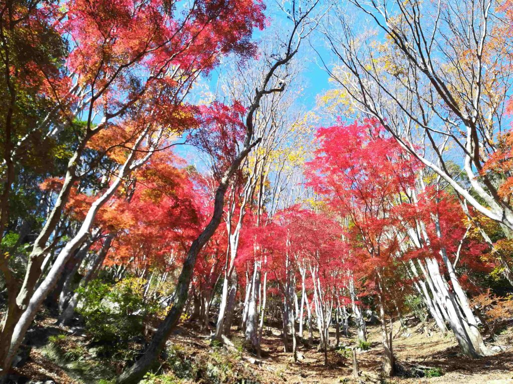 網掛山の紅葉02