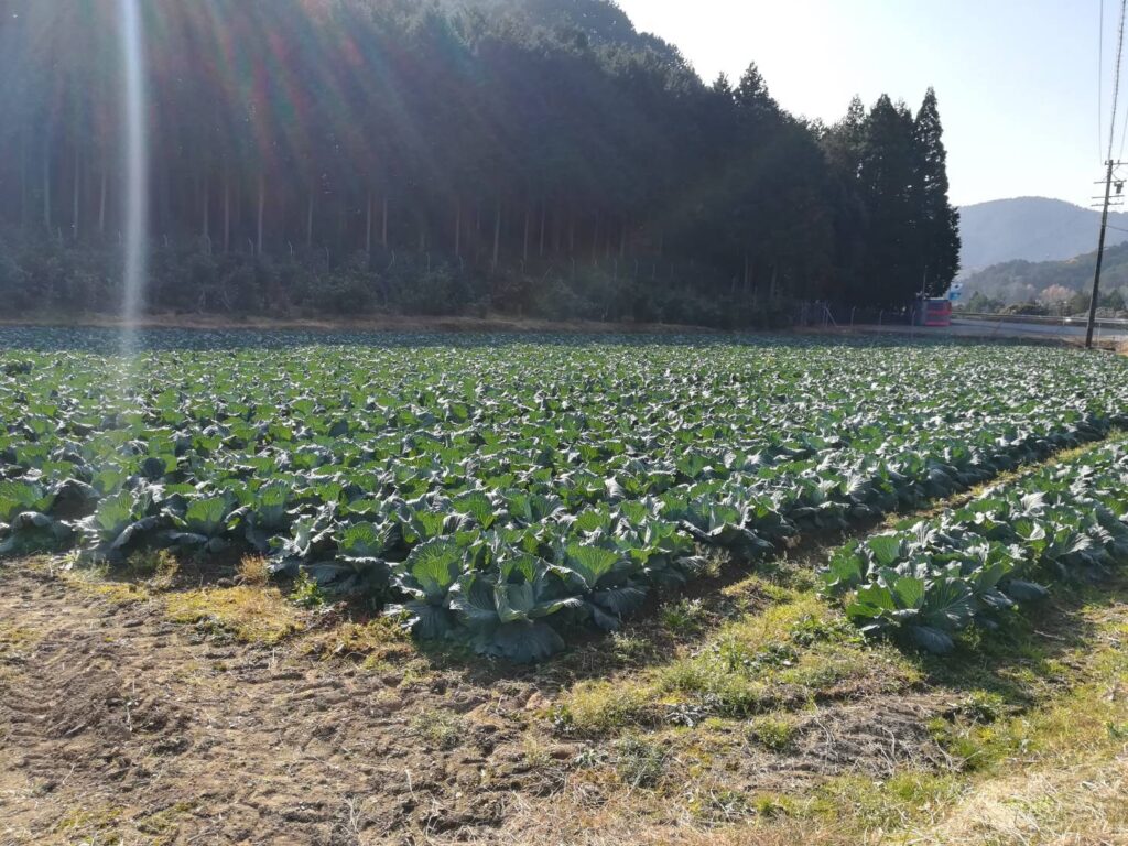 神原（このはら）地区のキャベツ畑