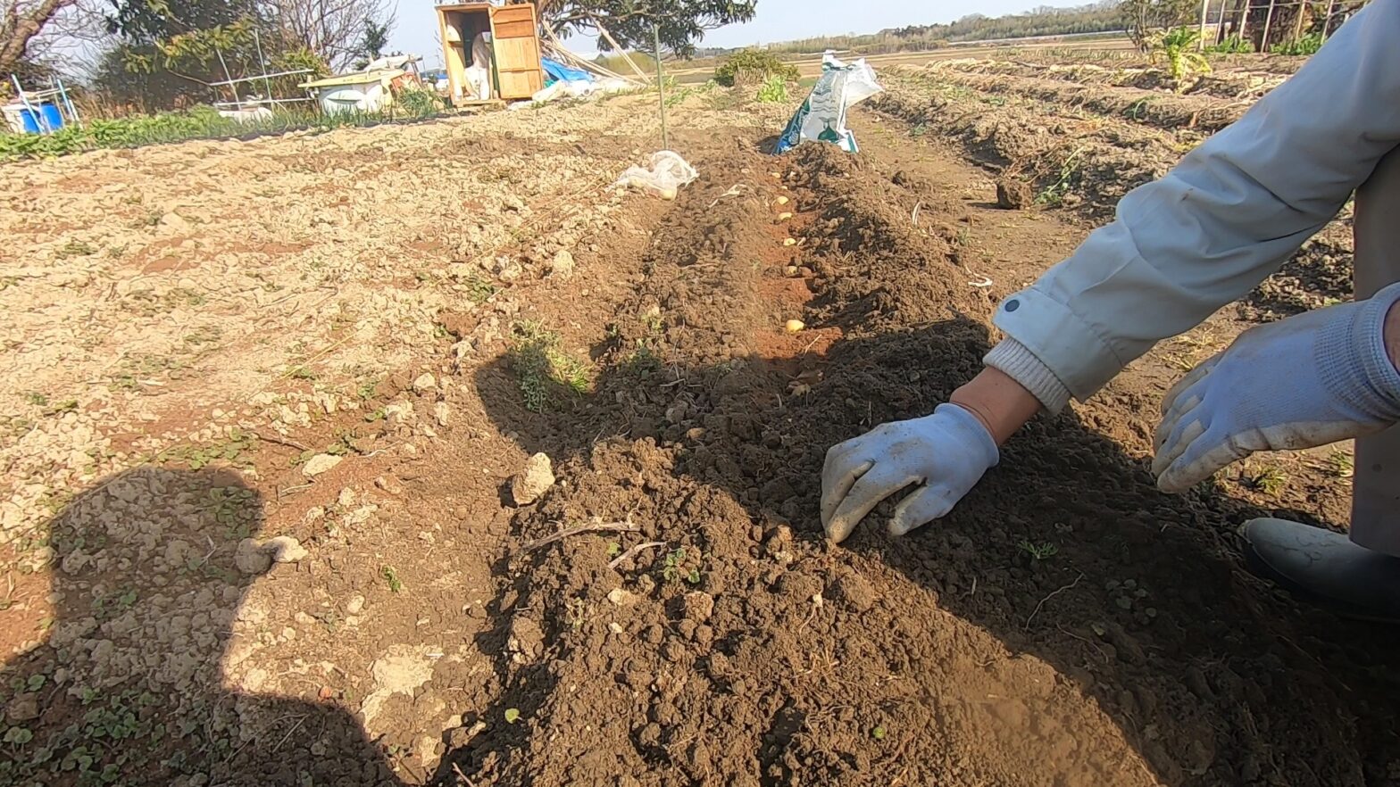 じゃがいもの植え付け