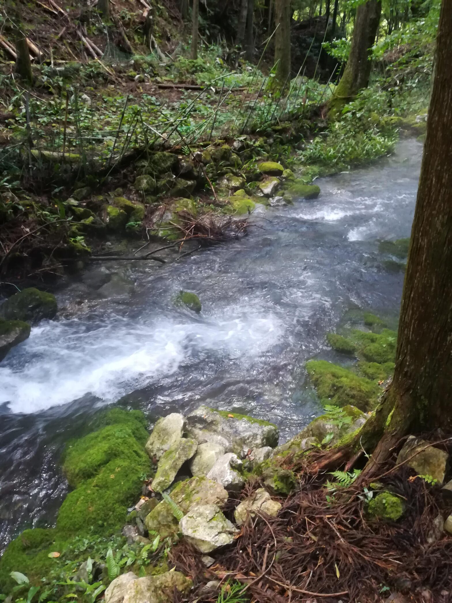 八重谷湧水01