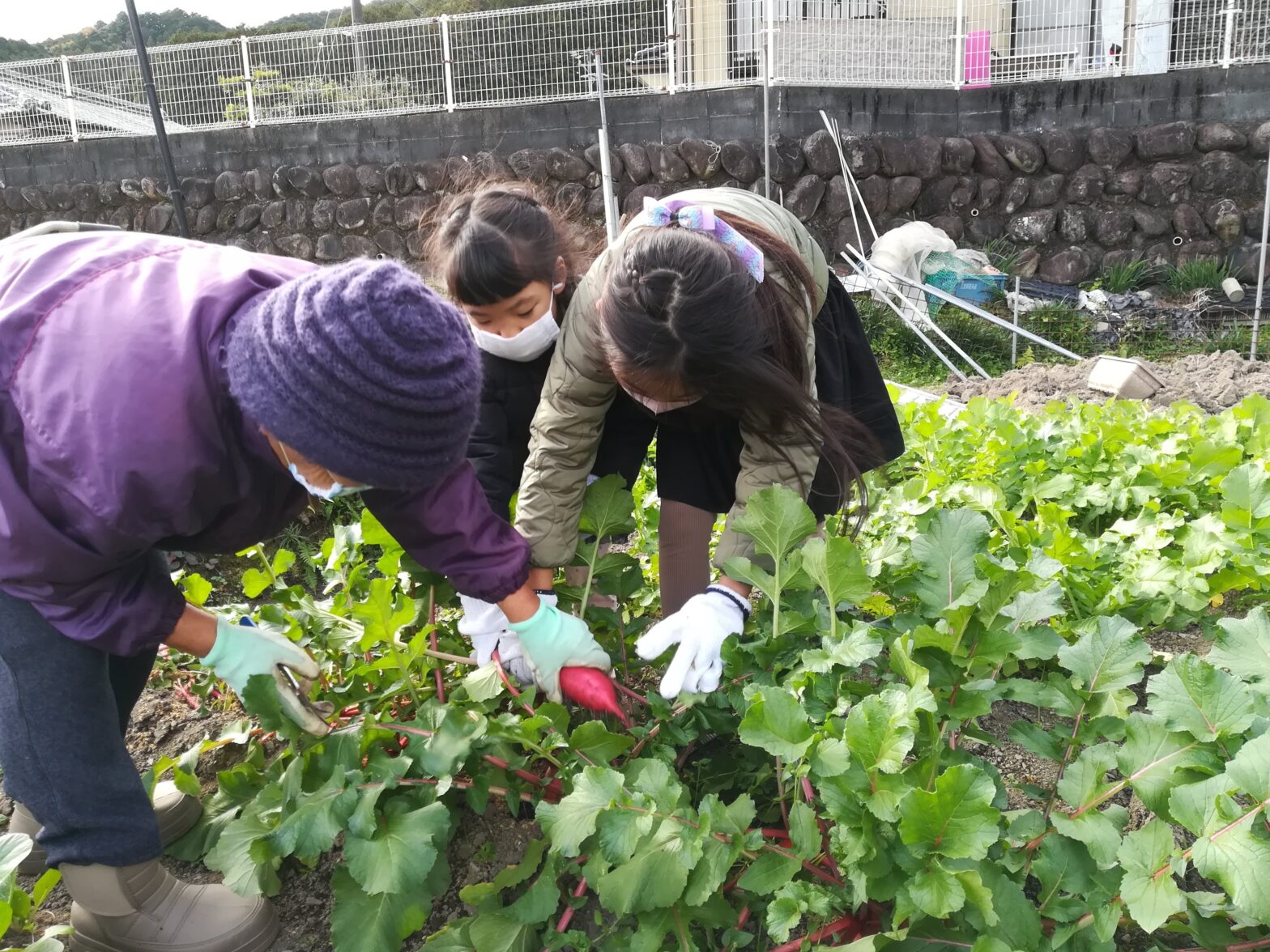 季節の野菜収穫体験