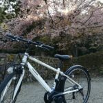 桜サイクリング