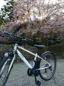 桜サイクリング