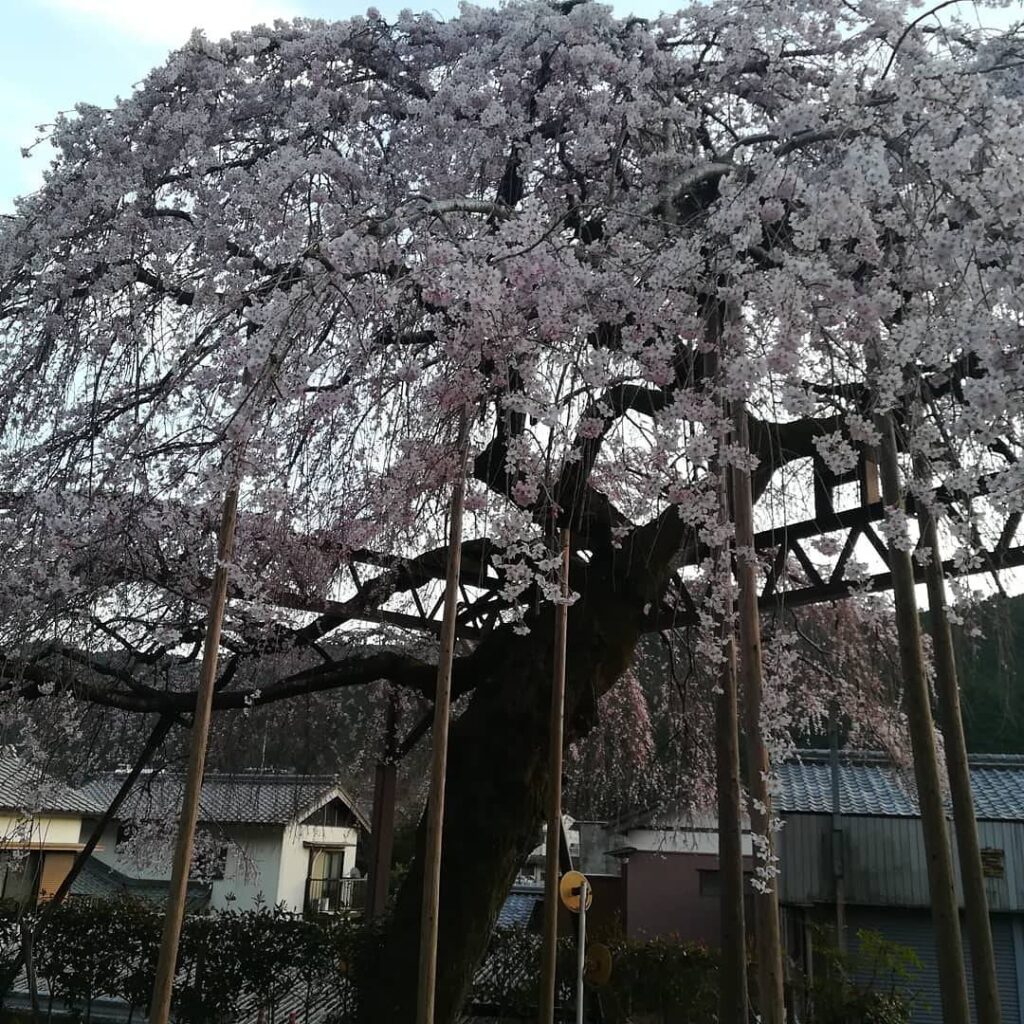 大紀町柏崎支所前の枝垂れ桜