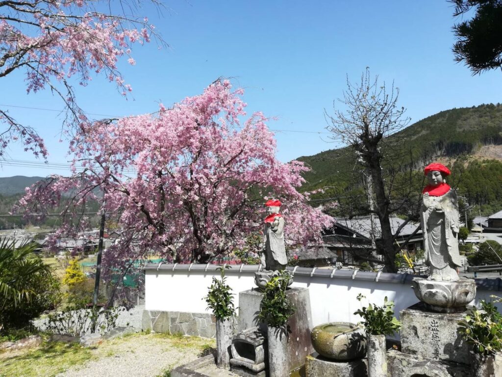 龍祥寺の桜
