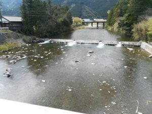 鮎友釣り解禁前の大内山川