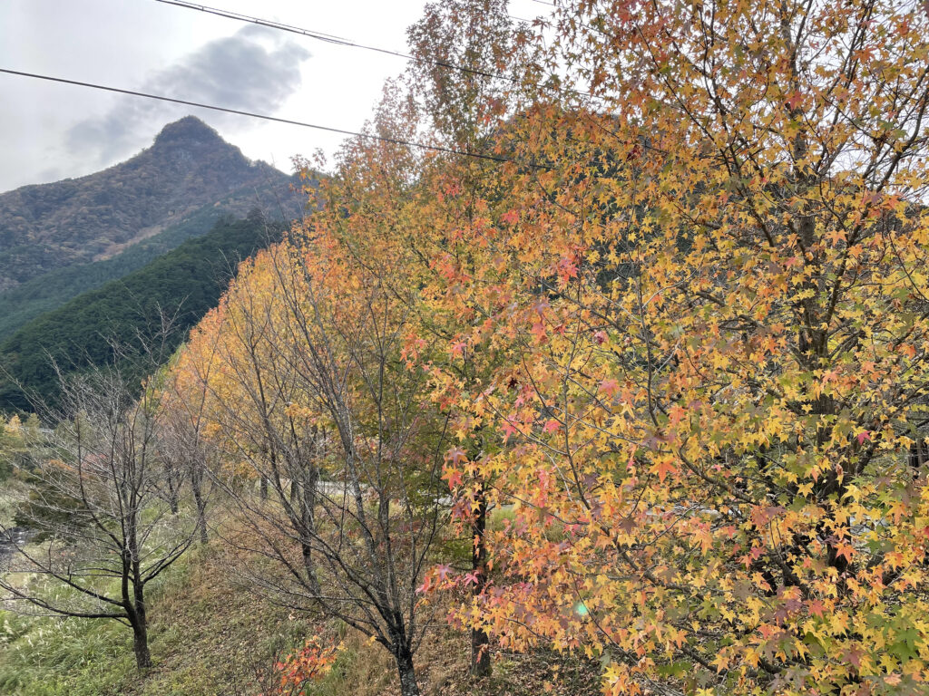 奥香肌の紅葉