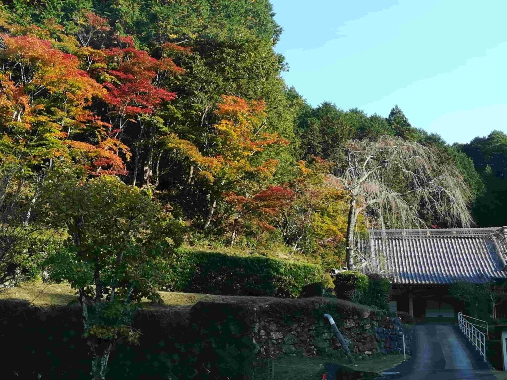 大紀町の紅葉・紅葉ドライブ