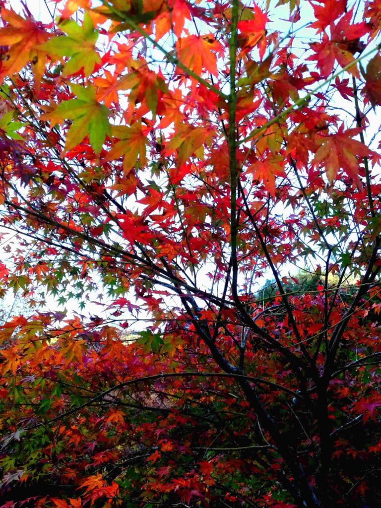 大紀町・笠木渓谷の紅葉