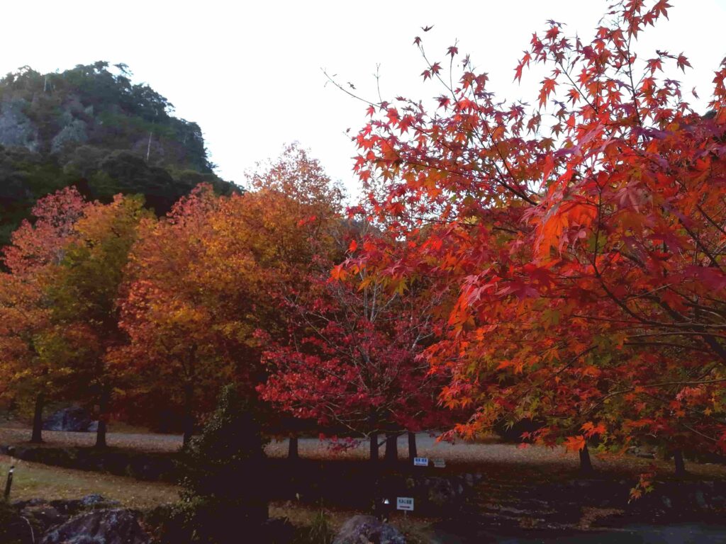 大紀町・笠木渓谷の紅葉
