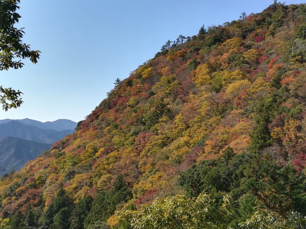 網掛山の紅葉