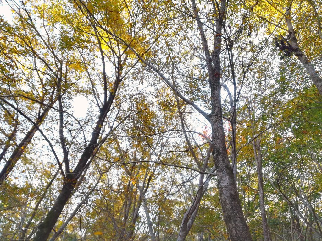 網掛山の黄葉・11月上旬から中旬の見頃
