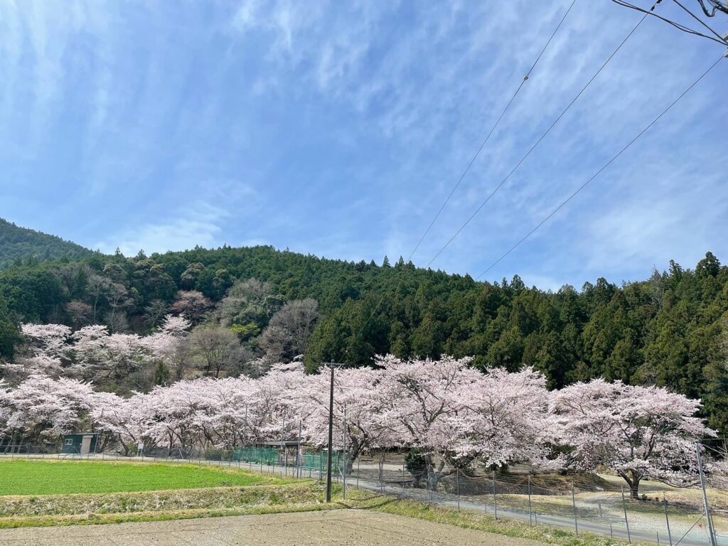 大紀町の桜