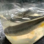 三重県竹釣り竿を作って自然の釣り体験