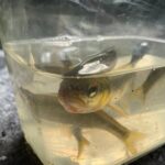 三重県竹釣り竿で自然を勉強