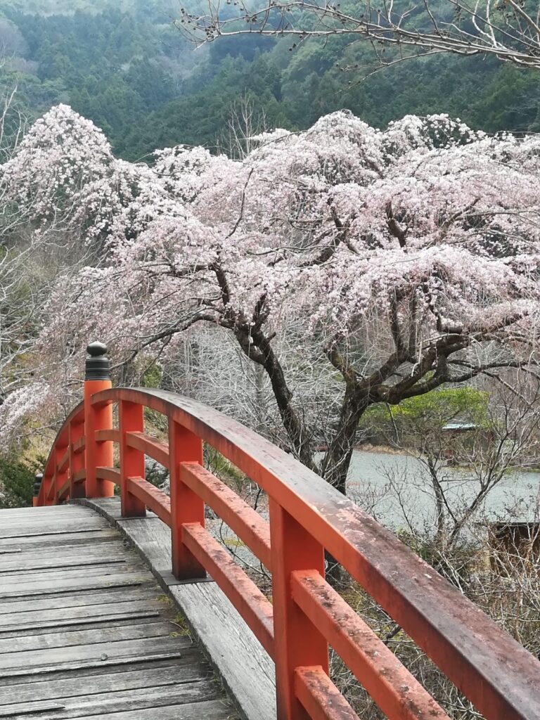 大紀町笠木渓谷の忠五郎桜