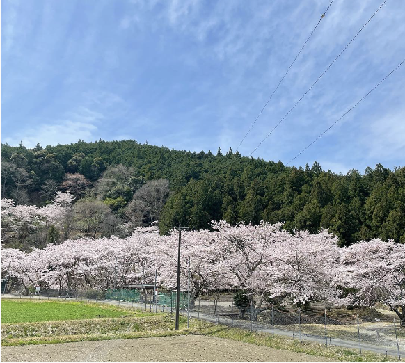 大紀町永会・公園の桜