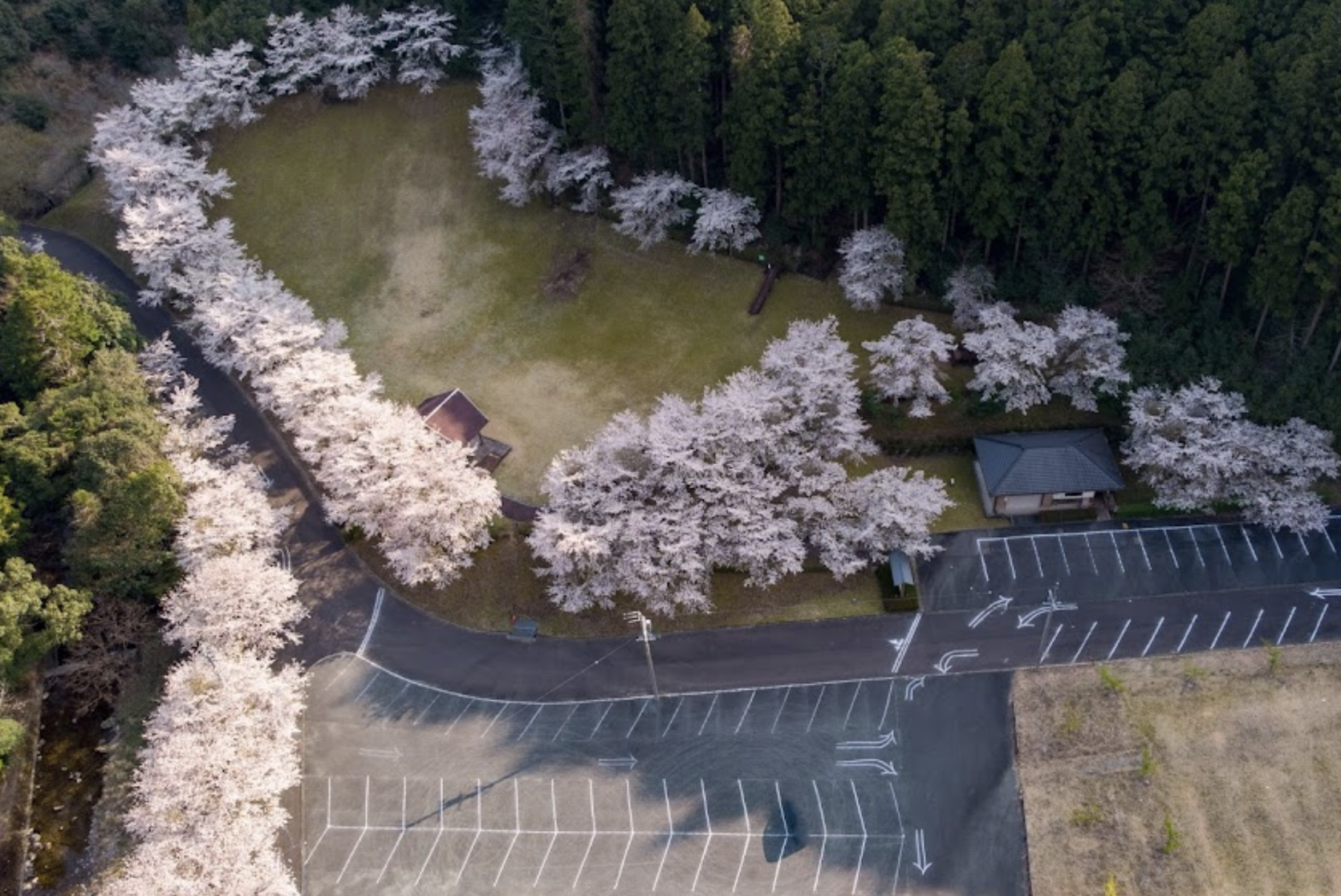 四季の森広場の桜