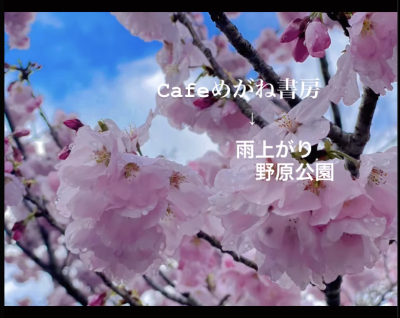 2023年野原公園の桜