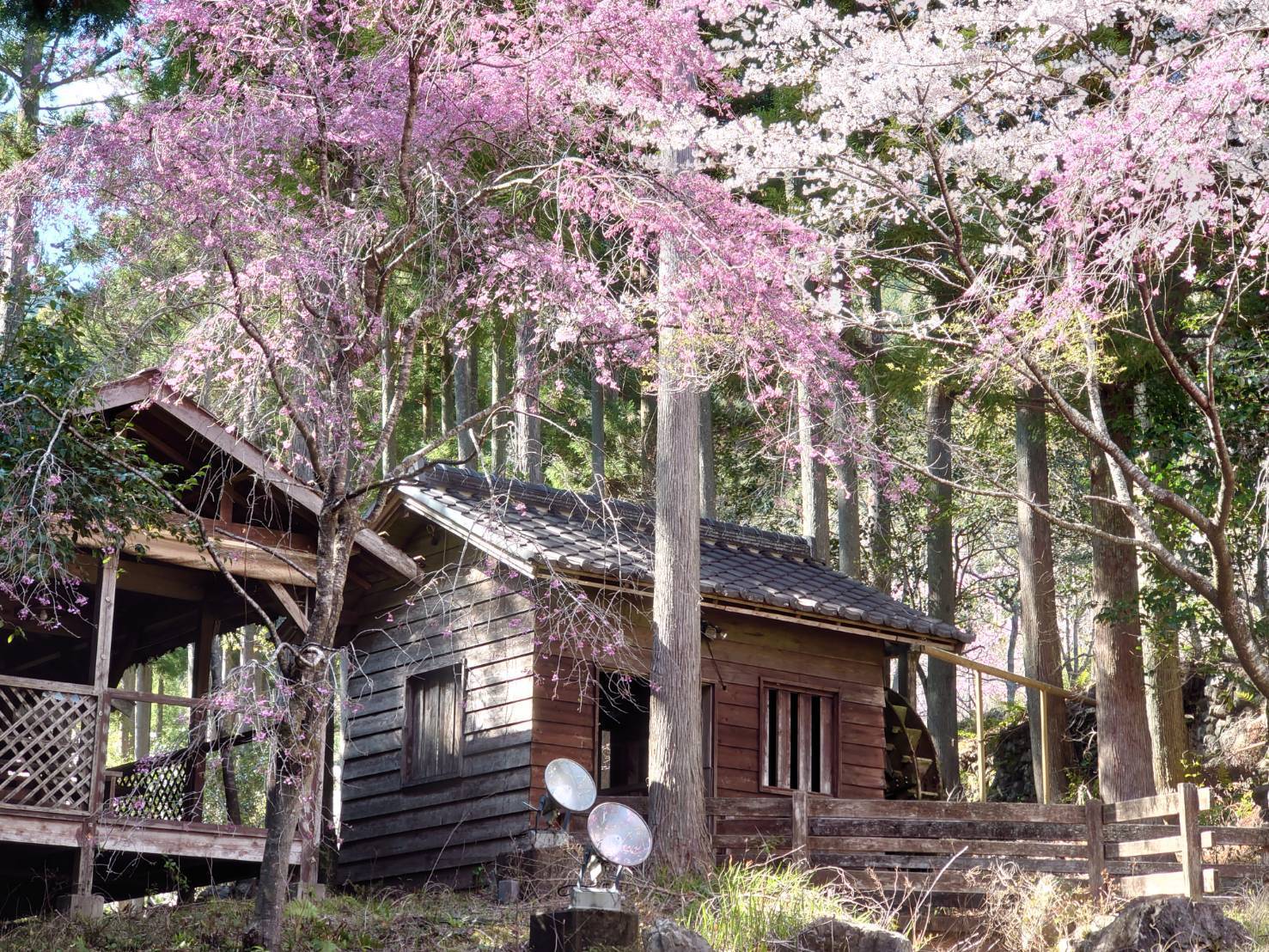 春・桜の四季の森キャンプ場でバーベキュー